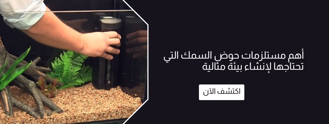 أهم مستلزمات حوض السمك التي تحتاجها لإنشاء بيئة مثالية