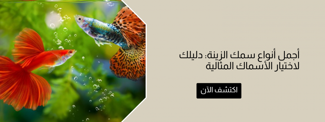 أجمل أنواع سمك الزينة: دليلك لاختيار الأسماك المثالية أجمل أنواع سمك الزينة: دليلك لاختيار الأسماك المثالية