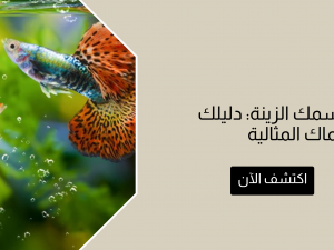 أجمل أنواع سمك الزينة: دليلك لاختيار الأسماك المثالية أجمل أنواع سمك الزينة: دليلك لاختيار الأسماك المثالية