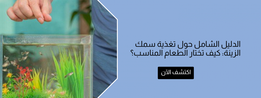 الدليل الشامل حول تغذية سمك الزينة: كيف تختار الطعام المناسب؟ الدليل الشامل حول تغذية سمك الزينة: كيف تختار الطعام المناسب؟