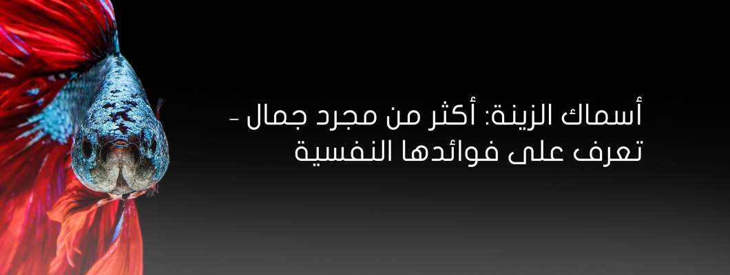 أسماك الزينة: أكثر من مجرد جمال – تعرف على فوائدها النفسية