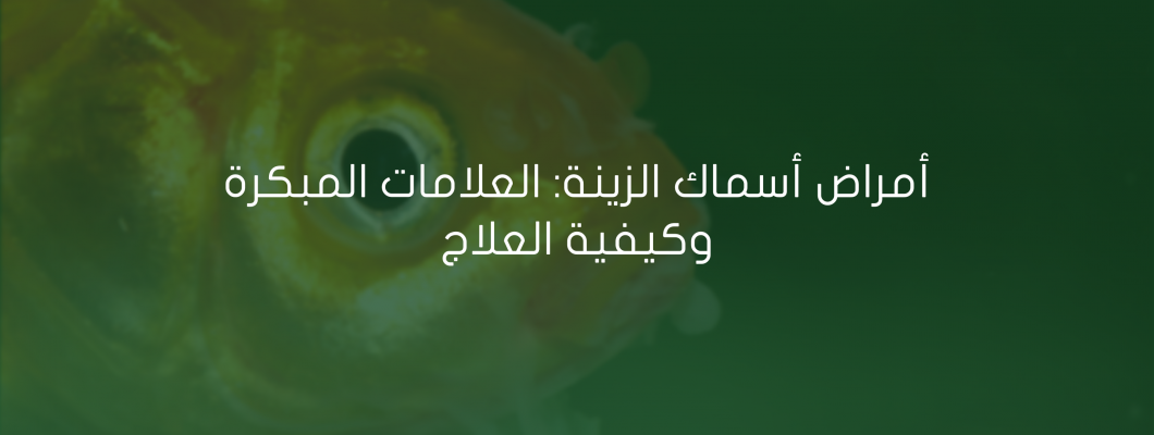 أمراض أسماك الزينة: العلامات المبكرة وكيفية العلاج أمراض أسماك الزينة: العلامات المبكرة وكيفية العلاج