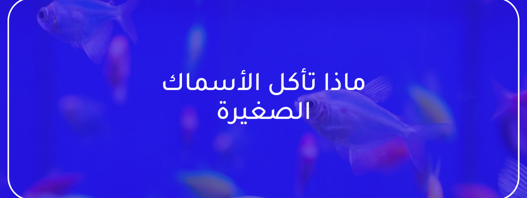 ماذا تأكل الأسماك الصغيرة