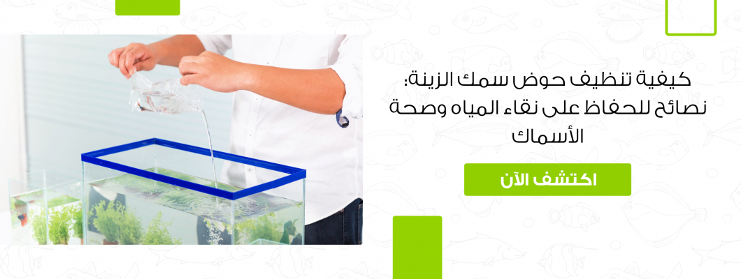 كيفية تنظيف حوض سمك الزينة: نصائح للحفاظ على الأسماك كيفية تنظيف حوض سمك الزينة: نصائح للحفاظ على الأسماك