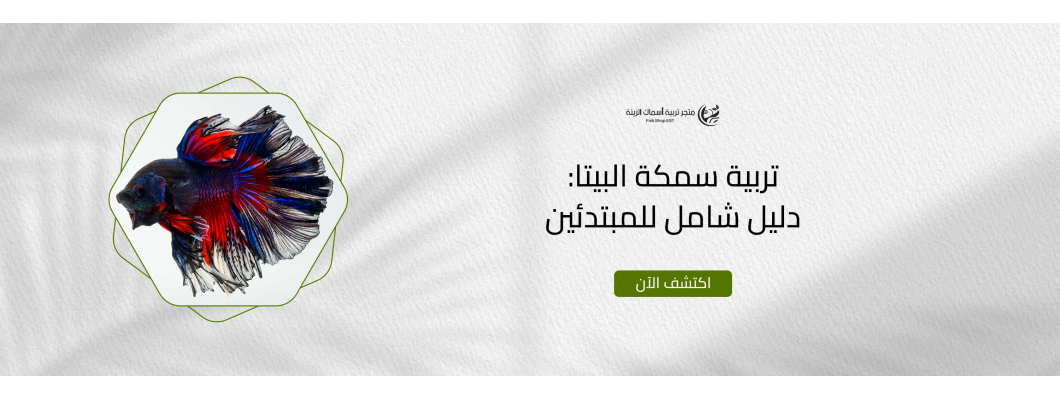 تربية سمكة البيتا: دليل شامل للمبتدئين تربية سمكة البيتا: دليل شامل للمبتدئين