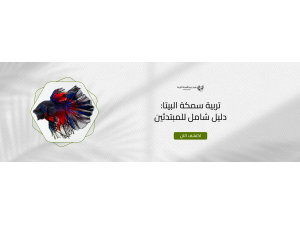 تربية سمكة البيتا: دليل شامل للمبتدئين