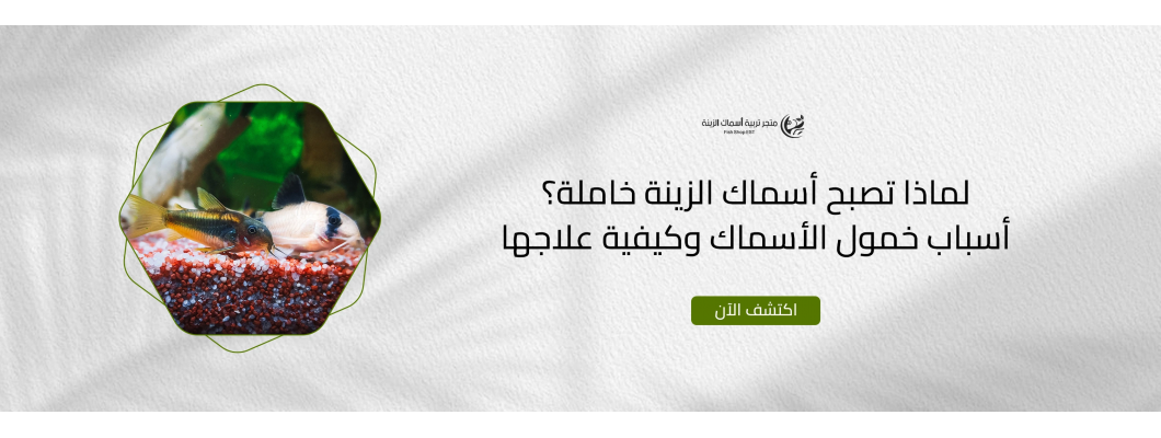 لماذا تصبح أسماك الزينة خاملة؟ أسباب خمول الأسماك وكيفية علاجها