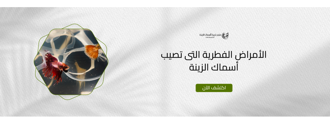 الأمراض الفطرية التى تصيب أسماك الزينة الأمراض الفطرية التى تصيب أسماك الزينة