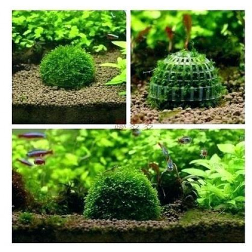 أداة صناعة كورة من نبات الجافا موس أداة صناعة كورة من نبات الجافا موس