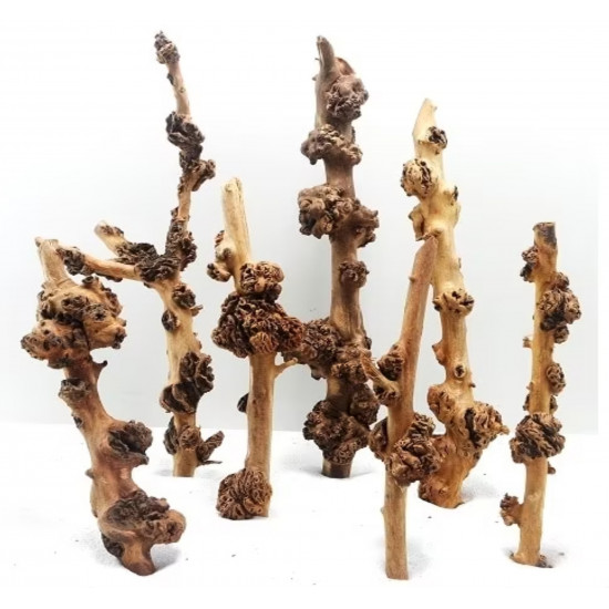 أخشاب ساق سافا الطبيعية - Sava Wood aquarium أخشاب ساق سافا الطبيعية - Sava Wood aquarium