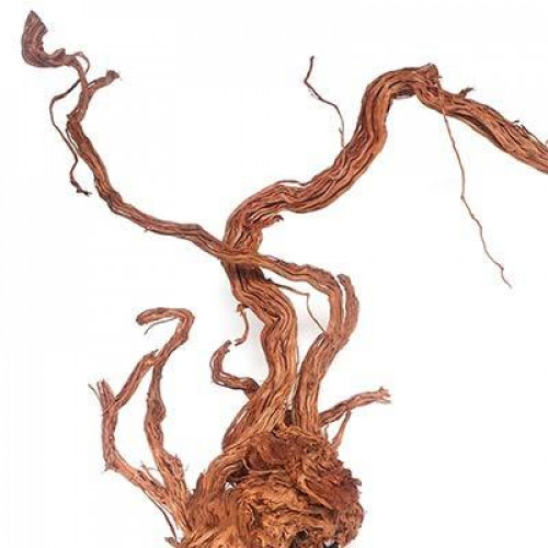 خشب من لنوع Azalea Wood حجم XXXL (معالج) خشب من لنوع Azalea Wood حجم XXXL (معالج)