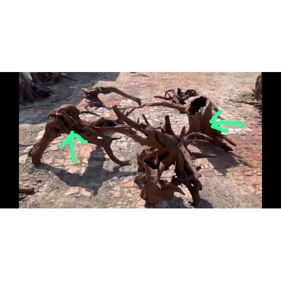 خشب المنجروف الصلب باللون الخشبي المحمر - Mangrove Driftwood خشب المنجروف الصلب باللون الخشبي المحمر - Mangrove Driftwood