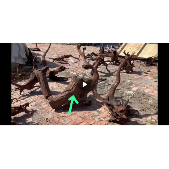 خشب المنجروف الصلب باللون الخشبي المحمر - Mangrove Driftwood خشب المنجروف الصلب باللون الخشبي المحمر - Mangrove Driftwood