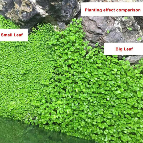 بذور نباتات خاصة لحوض الأسماك - Small Leaf Seeds بذور نباتات خاصة لحوض الأسماك - Small Leaf Seeds