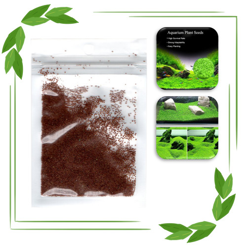 بذور نباتات خاصة لحوض الأسماك - Small Leaf Seeds بذور نباتات خاصة لحوض الأسماك - Small Leaf Seeds