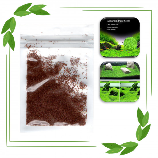 بذور نباتات خاصة لحوض الأسماك - Small Leaf Seeds بذور نباتات خاصة لحوض الأسماك - Small Leaf Seeds