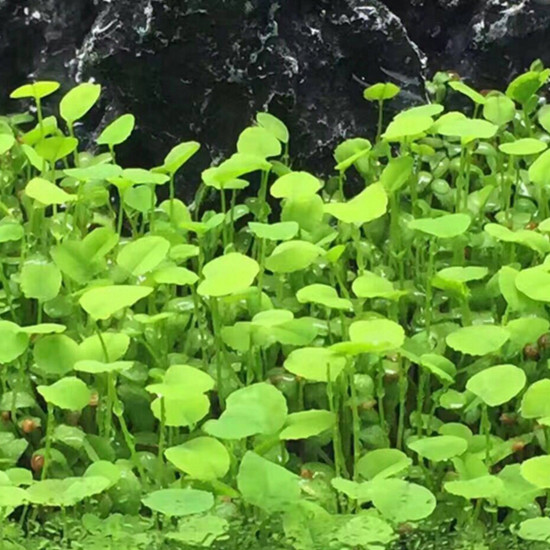 بذور نباتات خاصة لحوض الأسماك - Love Grass Seeds بذور نباتات خاصة لحوض الأسماك - Love Grass Seeds