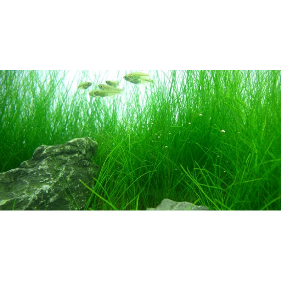 بذور نباتات خاصة لحوض الأسماك - Small Cow Hair Grass بذور نباتات خاصة لحوض الأسماك - Small Cow Hair Grass