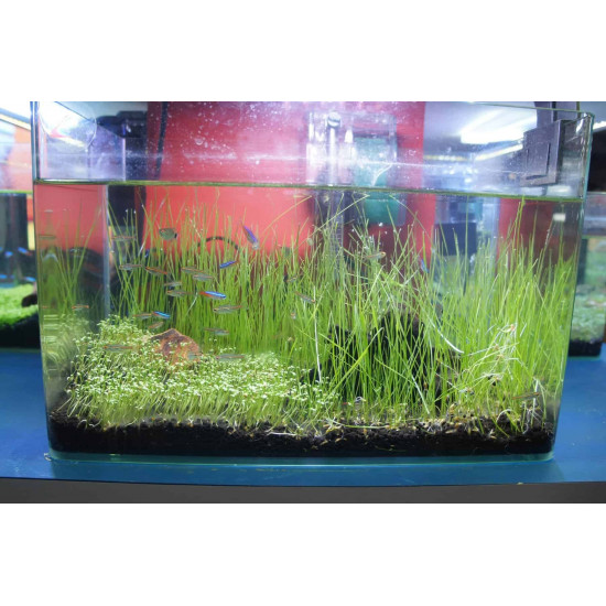 بذور نباتات خاصة لحوض الأسماك - Small Cow Hair Grass بذور نباتات خاصة لحوض الأسماك - Small Cow Hair Grass
