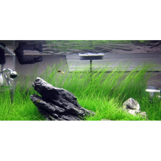 بذور نباتات خاصة لحوض الأسماك - Small Cow Hair Grass بذور نباتات خاصة لحوض الأسماك - Small Cow Hair Grass