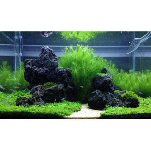 صخور بركانية أسود اللون - Magic Volcano Rock صخور بركانية أسود اللون - Magic Volcano Rock