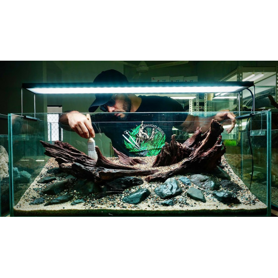 خشب متحجر من النوع Bogwood مقاس وسط وكبير (معالج) خشب متحجر من النوع Bogwood مقاس وسط وكبير (معالج)