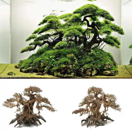 خشب من النوع Bonsai wood مقاس XXL خشب من النوع Bonsai wood مقاس XXL