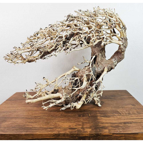 خشب من النوع Bonsai wood مقاس XL خشب من النوع Bonsai wood مقاس XL