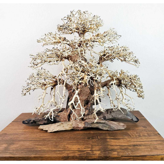 خشب من النوع Bonsai wood مقاس XXL خشب من النوع Bonsai wood مقاس XXL