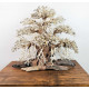 خشب من النوع Bonsai wood مقاس XXL خشب من النوع Bonsai wood مقاس XXL