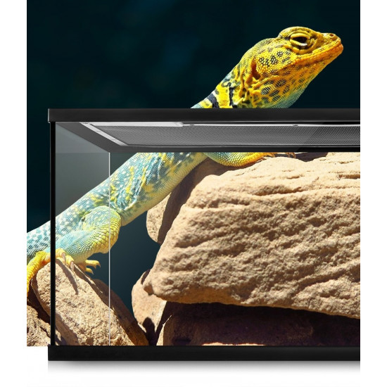 حوض زجاجي مع غطاء أسود لزواحف بحجم صغير ووسط - vivarium aquarium حوض زجاجي مع غطاء أسود لزواحف بحجم صغير ووسط - vivarium aquarium