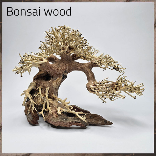 خشب من النوع Bonsai wood مجسم رقم 3 خشب من النوع Bonsai wood مجسم رقم 3