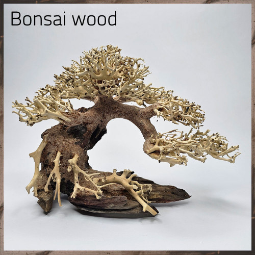 خشب من النوع Bonsai wood مجسم رقم 6 خشب من النوع Bonsai wood مجسم رقم 6