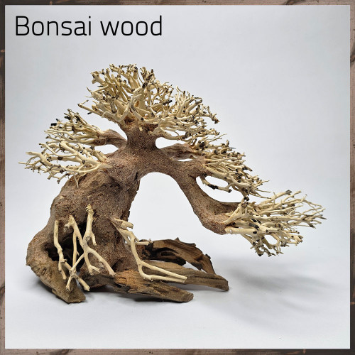 خشب من النوع Bonsai wood مجسم رقم 8 خشب من النوع Bonsai wood مجسم رقم 8