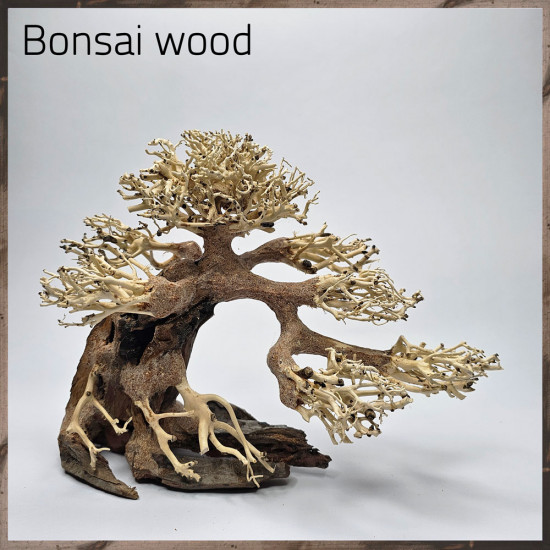 خشب من النوع Bonsai wood مجسم رقم 10 خشب من النوع Bonsai wood مجسم رقم 10