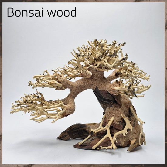 خشب من النوع Bonsai wood مجسم رقم 13