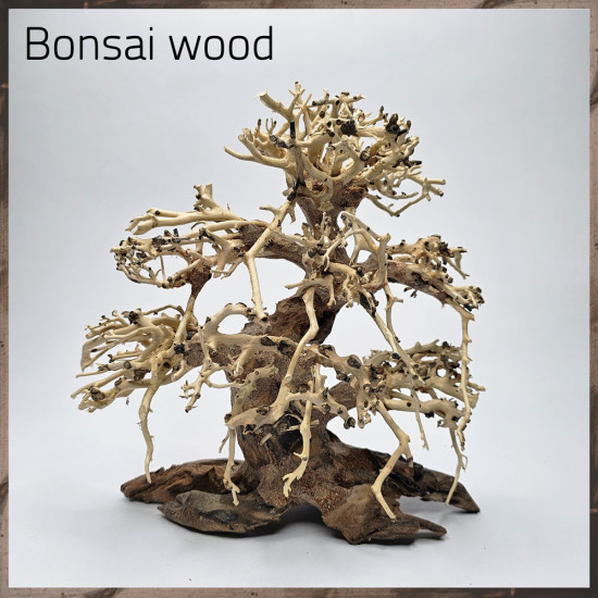 خشب من النوع Bonsai wood مجسم رقم 18 خشب من النوع Bonsai wood مجسم رقم 18