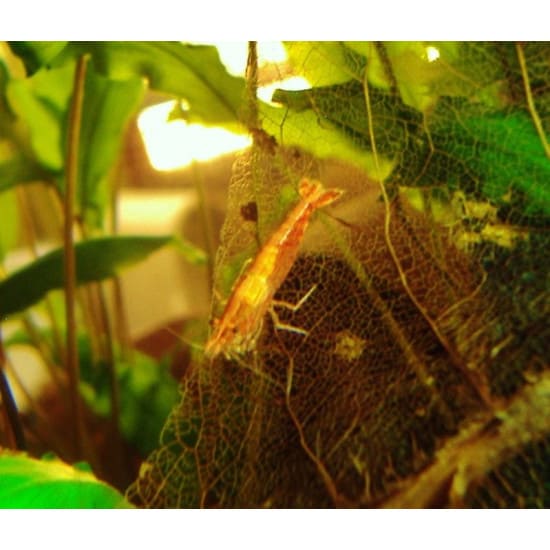 ورق لوز مجفف لربيان أو الشريمب والسمك - Indian Almond Leaves shrimp ورق لوز مجفف لربيان أو الشريمب والسمك - Indian Almond Leaves shrimp
