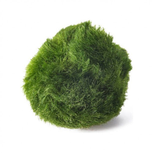 نبات ماريمو موس حجم 4-3 سم - Marimo Moss Balls