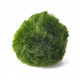 نبات ماريمو موس حجم 4-3 سم - Marimo Moss Balls