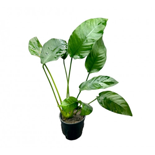 SLT AQUA - Anubias Nana XL