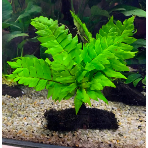 SLT AQUA - POLY Californicum XL with wood