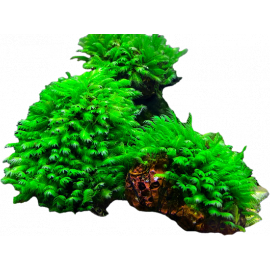 SLT AQUA - Mini Fissiden Moss