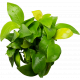 SLT AQUA - Anubias gold XL SLT AQUA - Anubias gold XL