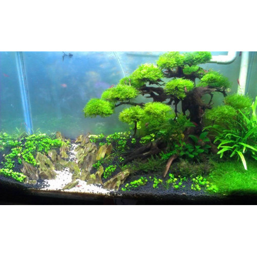 خشب من النوع Bonsai wood مقاس XXL خشب من النوع Bonsai wood مقاس XXL