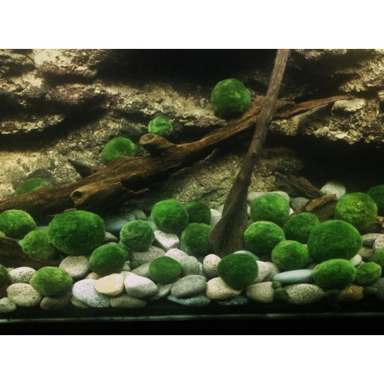 نبات ماريمو موس حجم 4-3 سم - Marimo Moss Balls