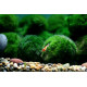 نبات ماريمو موس حجم 4-3 سم - Marimo Moss Balls