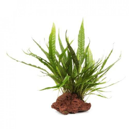 صخور بركانية بنية اللون أحجام كبيرة - Magic Volcano Rock صخور بركانية بنية اللون أحجام كبيرة - Magic Volcano Rock