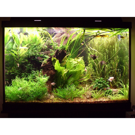 خشب متحجر من النوع Bogwood مقاس صغير ووسط (معالج) خشب متحجر من النوع Bogwood مقاس صغير ووسط (معالج)