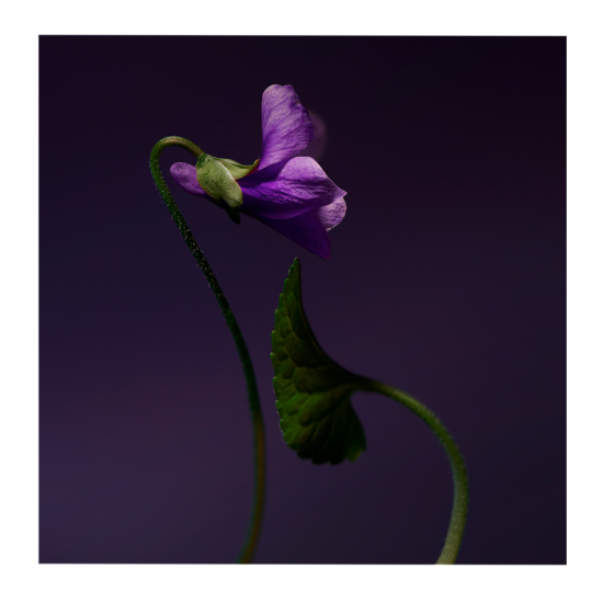 Olfactive Studio Violet Shot Extrait De Parfum 100ml Olfactive Studio Violet Shot Extrait De Parfum 100ml